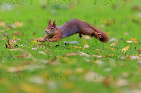 Squirrel jumping across lush green with yellow leaves, squirrel (Sciurus vulgaris), wildlife,
