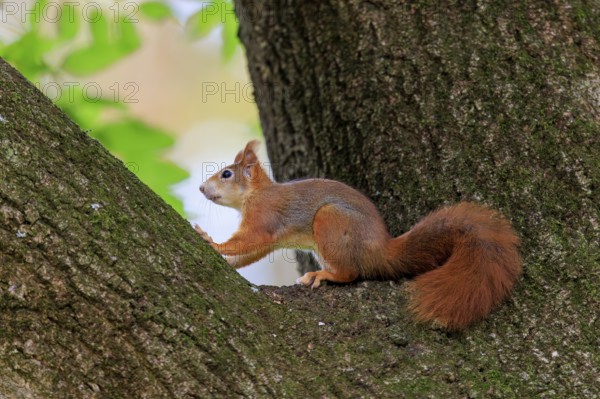 A squirrel rests in the branch fork and observes the surrounding area, squirrel (Sciurus vulgaris),