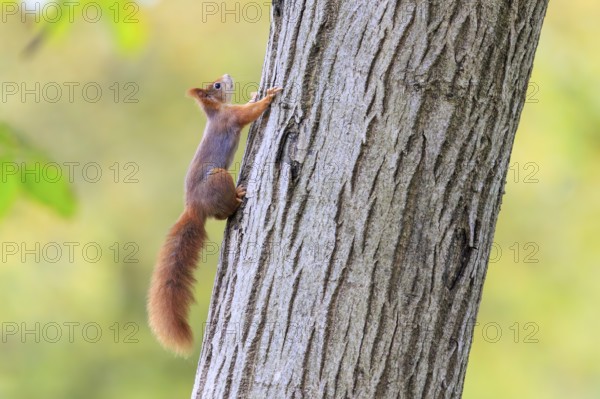 A squirrel quickly climbs up the rough tree trunk, squirrel (Sciurus vulgaris), wildlife, Germany