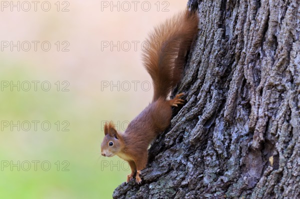 Squirrel climbs head first down the roughly structured trunk, squirrel (Sciurus vulgaris),