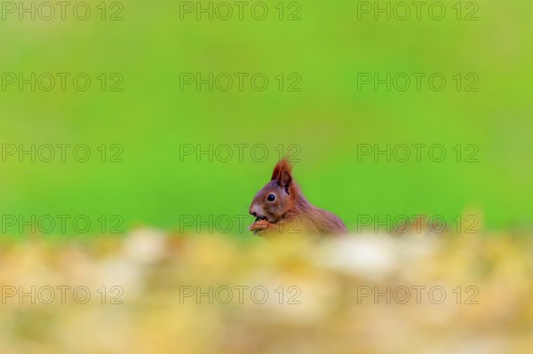 Squirrel visible from the side with nut against green bokeh and gentle foliage blur, squirrel