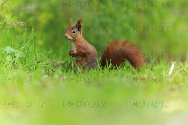 Squirrel sitting in lush green and listening carefully, softly released, squirrel (Sciurus
