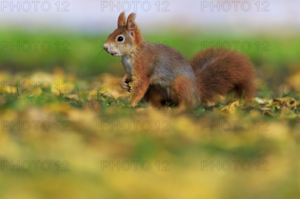 Upright and alert in colorful foliage, squirrels in front of gently blurred green, squirrel