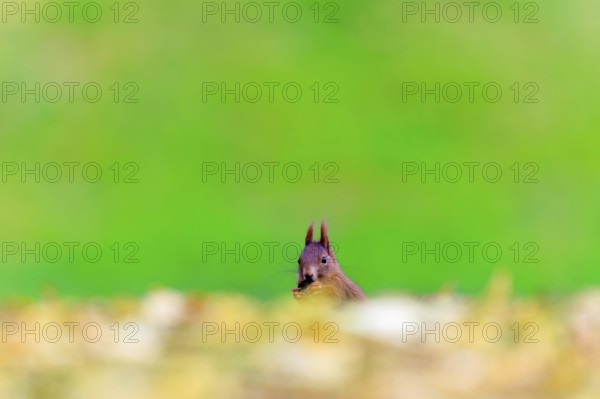 Curious view over a golden leaf edge, squirrel with nut in front of calm greenery, squirrel