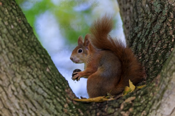 A squirrel holds its prey in a tree fork, warm fur against soft forest green, squirrel (Sciurus