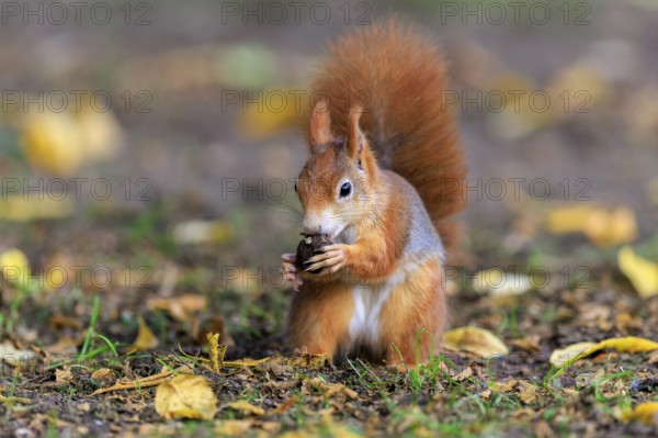 Squirrel holding a nut and eating among colorful leaves, squirrel (Sciurus vulgaris), wildlife,