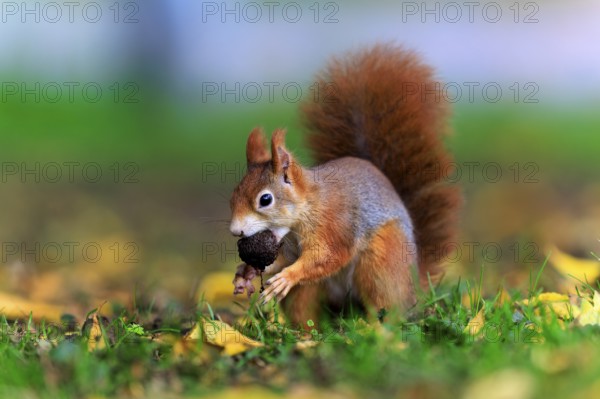 Squirrel hurrying through grass with a nut, squirrel (Sciurus vulgaris), wildlife, Germany