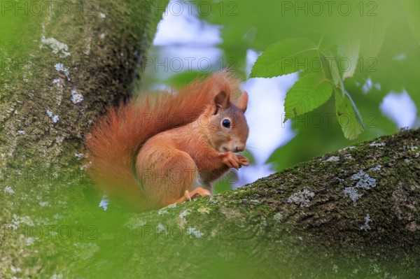 Squirrel nibbling on a branch surrounded by green leaves and gentle blur, squirrel (Sciurus