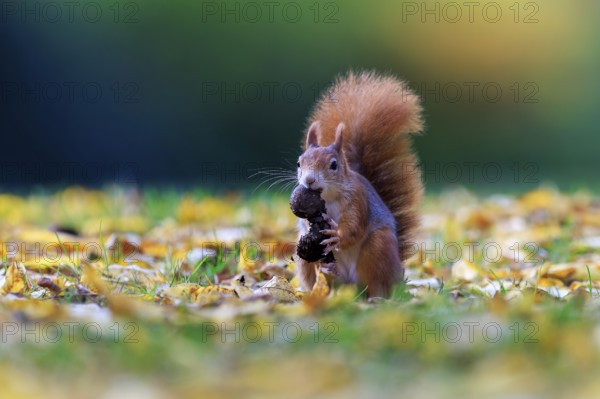 Free squirrel keeping a nut from a soft color gradient, squirrel (Sciurus vulgaris), wildlife,