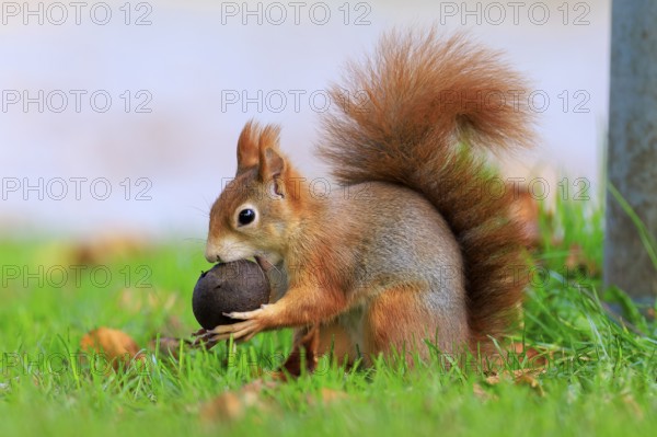 Squirrel trying to shut up a big nut, squirrel (Sciurus vulgaris), wildlife, Germany