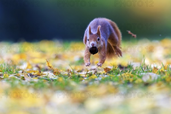 Squirrels with nuts jumping across leafy grass, lots of space and soft light create an airy autumn