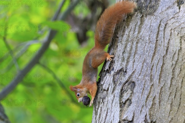 Squirrel climbs upside down a tree trunk with a nut in its mouth, lush green and bark structure