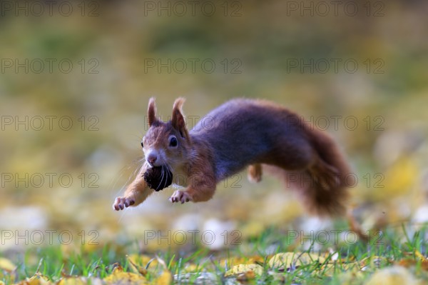 Squirrel caught sideways jumping with nut, against a soft autumn background full of energy,