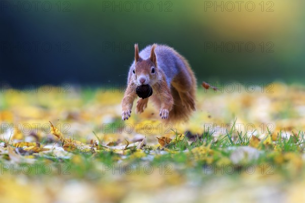 Squirrel hovers just above the meadow with nuts, autumnal colors and soft bokeh create lightness