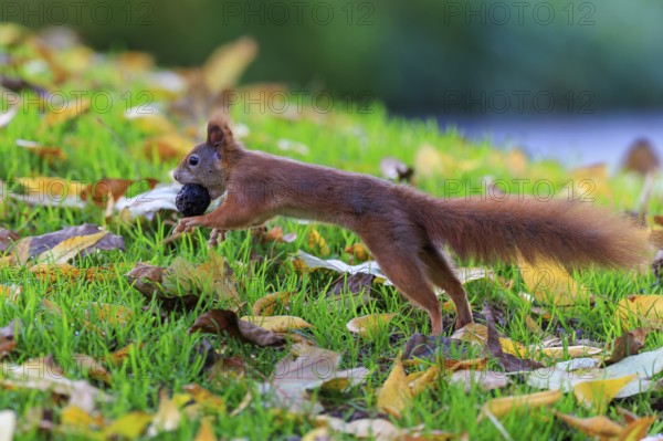 Squirrel hurries across moist autumn grass with nut, sharp motif against soft bokeh conveys