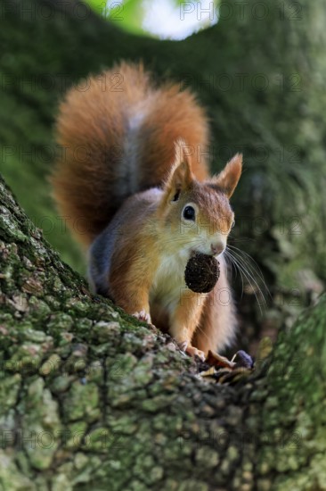 With the nut between its teeth, the squirrel bends forward with curiosity, squirrel (Sciurus