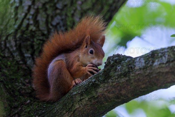 Red squirrel eating a nut on a branch against a soft green background, squirrel (Sciurus vulgaris),
