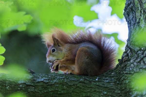 On a branch, the squirrel hides in green leaves and nibbles softly, squirrel (Sciurus vulgaris),