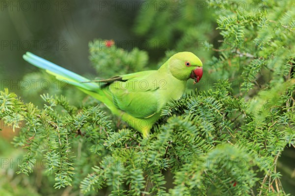 A collared parakeet forages in coniferous green, colorful and clear against a soft background,