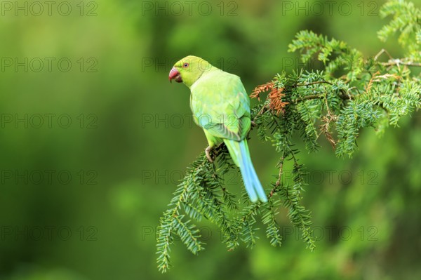 A green collared parakeet resting on a conifer against a soft, bright green background, collared