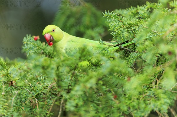 The parakeet nibbles on a red berry between dense conifers, collared parakeet (Psittacula krameri),