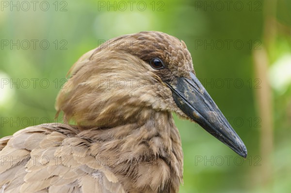 Lateral profile of a hammerhead, sharp gaze and textured plumage against a vivid green background,
