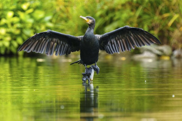 A cormorant spreads its wings on a stone in a quiet pond, the water reflects it, the shore is
