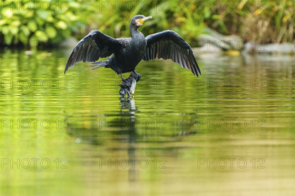 Cormorant with spread wings reflected on calm water surface, cormorant, (Phalacrocorax carbo),