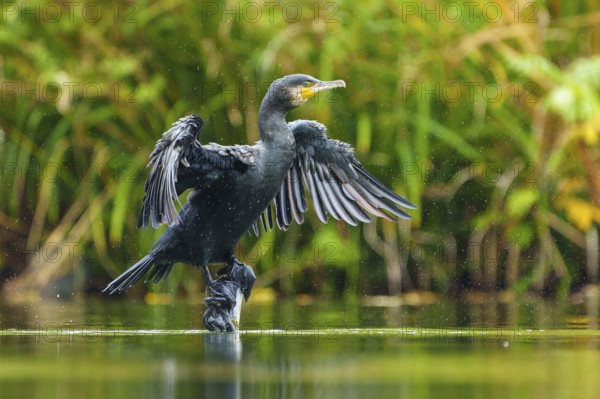 Cormorant shakes off drops and spreads wings over water, cormorant, (Phalacrocorax carbo),