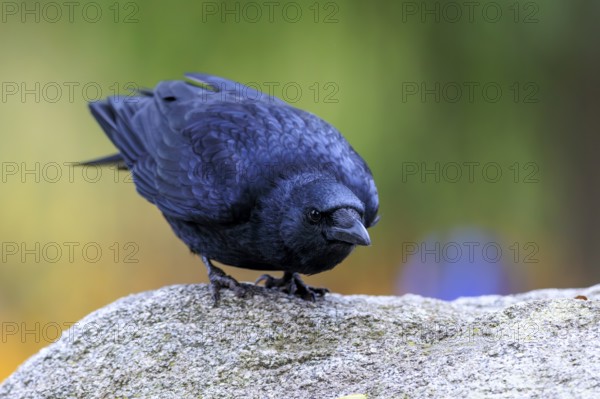 Curiously tilted crow on a rock in front of cool green-purple bokeh, raven crow (Corvus corone)