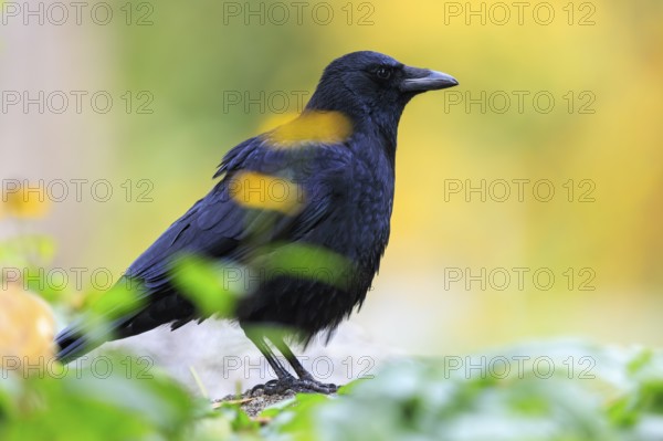 Crow in profile between blurred leaves in front of warm autumn bokeh, raven crow (Corvus corone)