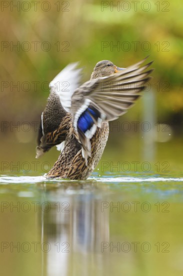 Close to the flapping of a wing, the blue wing mirror glows over the smooth water surface, mallard