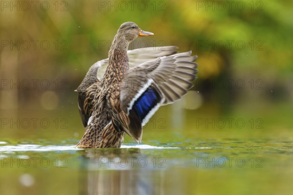 The mallard rises in water, the blue wing mirror shines in soft light, mallard (Anas
