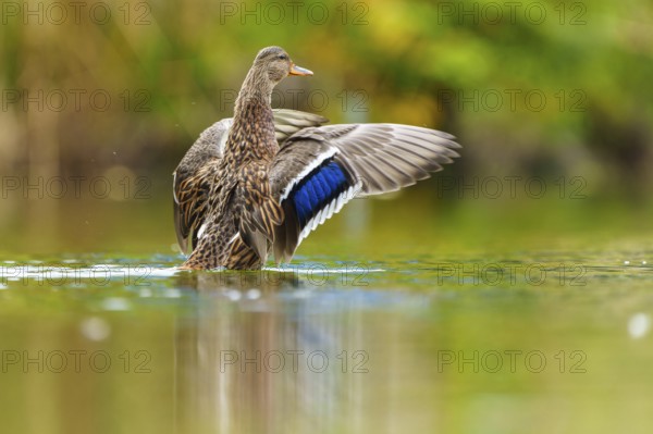 A mallard stretches its wings, the blue wing mirror glows over calm green water, mallard (Anas