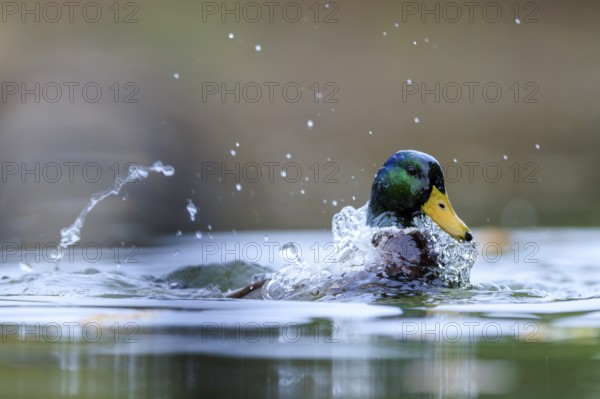 A drake emerges and shakes off water, drops of pearls in the light, mallard (Anas platyrhynchos),