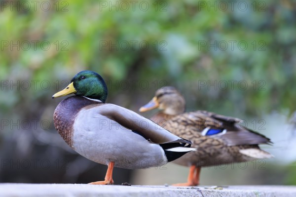 On the shore, the drake is in the foreground, the partner soft in the background, carried by gentle