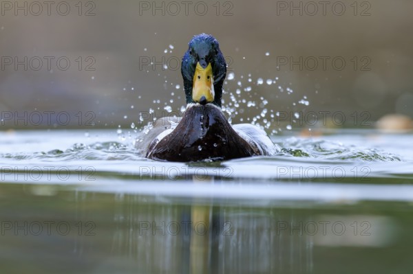 Two ducks break through the water surface, drops fly and the scene looks energetic, mallard (Anas