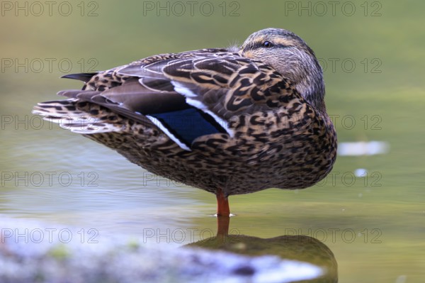 The duck lady stands calmly on one leg in shallow water, fine pattern and reflection in soft green,