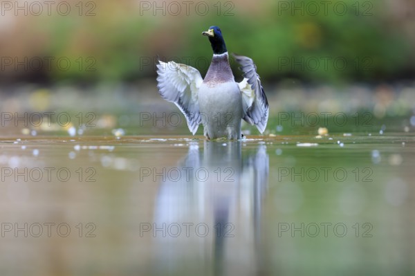 The drake raises its wings slightly, stands in calm water and is reflected in soft blurred green,