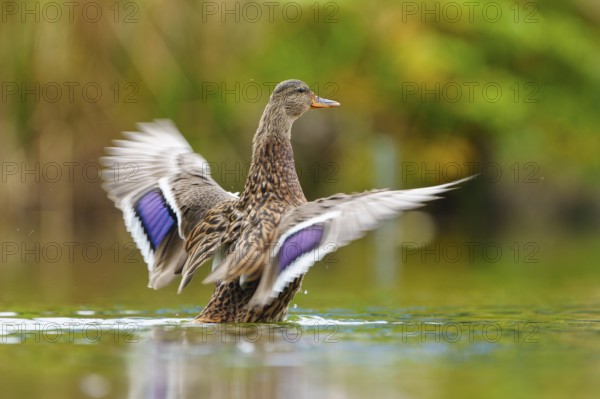The duck flaps its wings dynamically, the purple-blue wing mirror flickers in green bokeh, mallard