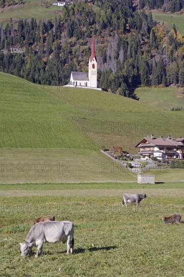 Cows graze in a meadow, behind it a church with a red tower against wooded alpine slopes, Drau