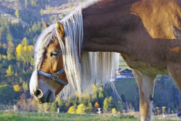 Haflinger with long maned hair on an alpine pasture in front of autumnal alpine slopes, warm