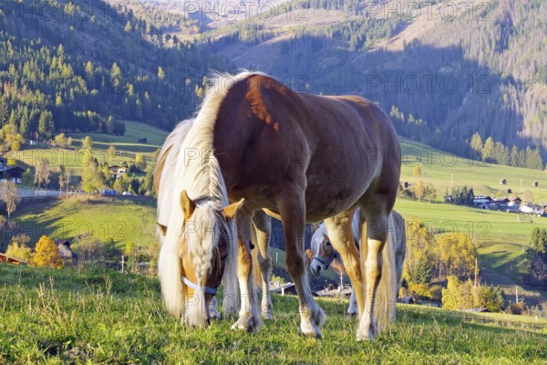 Haflingers graze on a mountain meadow in front of autumnal Alps and a sunny valley, Toblach, Drau