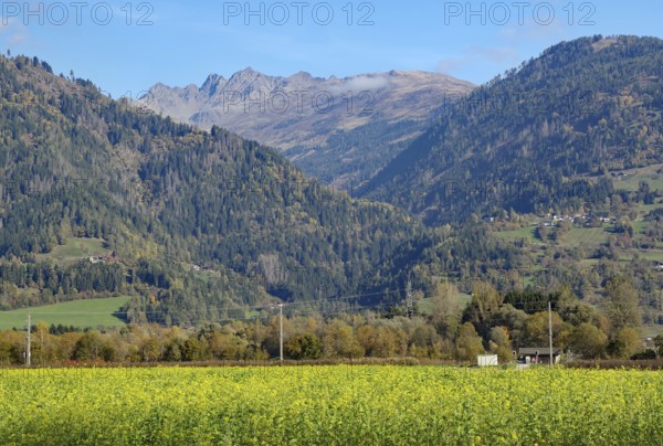 A yellow flower field sprawls out in front of wooded slopes, behind them are rocky peaks in clear