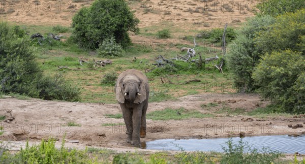 Elephant at Waterhole in the Wild and Savanna Landscape of Africa Elephant at Waterhole in the Wild