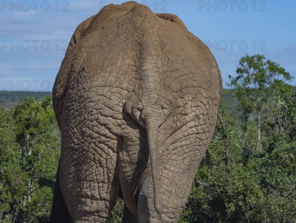 Elephant in the wild and savanna landscape of Africa Elephant in the wild and savannah landscape of