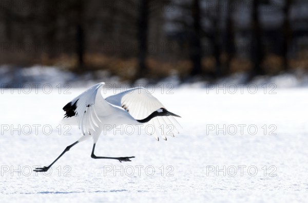 Japanese crane, Red-crowned crane (Grus japonensis) take-off, Japan