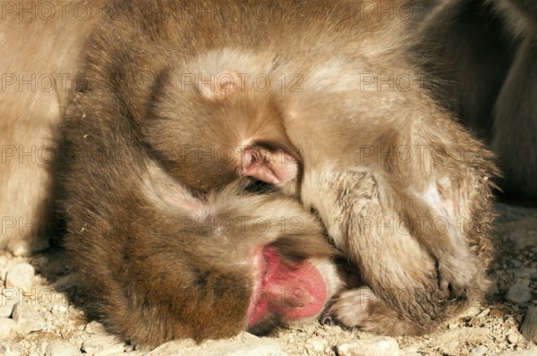 Japanese macaque or snow japanese monkey, sleeping mom and baby (Macaca fuscata), Japan