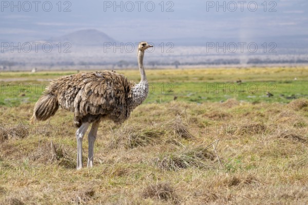 African ostrich, Maasai ostrich (Struthio camelus massaicus), adult female, in the savanna,