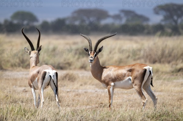 Southern Grant Gazelle (Nanger granti), two adult males, Amboseli National Park, Rift Valley